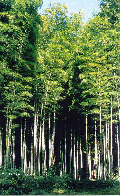 bambù giganti varietà pubescens