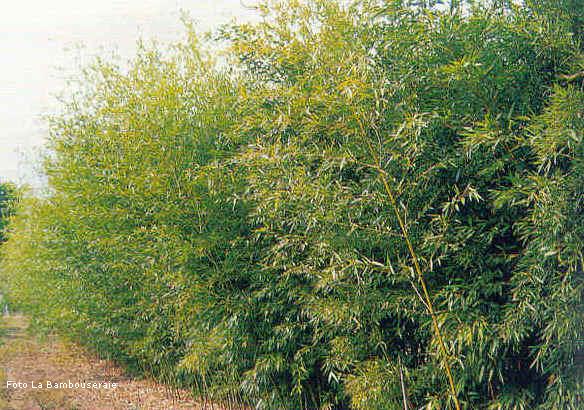 bambù, barriere bambù, siepi bambù